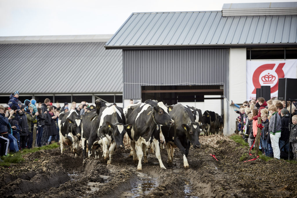 Spring cows bursting out of their barn after a long Danish winter. There's a metaphor in there somewhere.